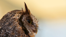 Choliba-Kreischeule (09).jpg